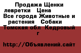 Продажа Щенки левретки › Цена ­ 40 000 - Все города Животные и растения » Собаки   . Томская обл.,Кедровый г.